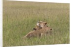 Lion cubs with mother by Anonymous