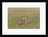 Lion cubs with mother by Anonymous