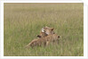 Lion cubs with mother by Anonymous