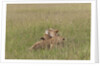 Lion cubs with mother by Anonymous