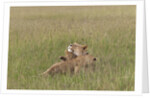Lion cubs with mother by Anonymous