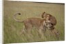 Lioness and cub by Anonymous