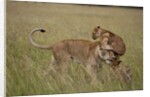 Lioness and cub by Anonymous