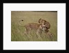 Lioness and cub by Anonymous