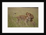 Lioness and cub by Anonymous