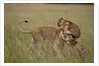 Lioness and cub by Anonymous
