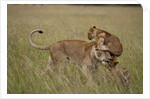 Lioness and cub by Anonymous