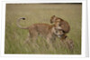 Lioness and cub by Anonymous