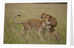 Lioness and cub by Anonymous