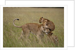 Lioness and cub by Anonymous
