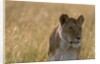 Lioness, Masai Mara by Anonymous