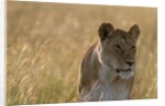 Lioness, Masai Mara by Anonymous