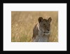 Lioness, Masai Mara by Anonymous