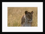 Lioness, Masai Mara by Anonymous