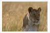 Lioness, Masai Mara by Anonymous