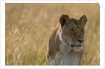 Lioness, Masai Mara by Anonymous
