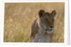 Lioness, Masai Mara by Anonymous