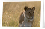 Lioness, Masai Mara by Anonymous