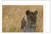 Lioness, Masai Mara by Anonymous
