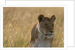 Lioness, Masai Mara by Anonymous