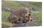 Lion cubs (Panthera leo), Masai Mara, Kenya by Anonymous