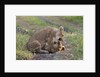 Lion cubs (Panthera leo), Masai Mara, Kenya by Anonymous