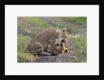 Lion cubs (Panthera leo), Masai Mara, Kenya by Anonymous