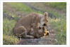 Lion cubs (Panthera leo), Masai Mara, Kenya by Anonymous
