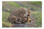 Lion cubs (Panthera leo), Masai Mara, Kenya by Anonymous