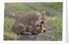 Lion cubs (Panthera leo), Masai Mara, Kenya by Anonymous