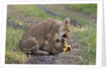 Lion cubs (Panthera leo), Masai Mara, Kenya by Anonymous