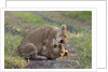 Lion cubs (Panthera leo), Masai Mara, Kenya by Anonymous