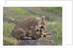 Lion cubs (Panthera leo), Masai Mara, Kenya by Anonymous