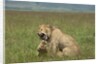 Lions mating by Anonymous
