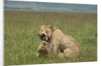 Lions mating by Anonymous