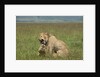 Lions mating by Anonymous