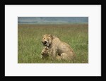 Lions mating by Anonymous