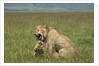 Lions mating by Anonymous