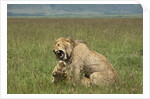 Lions mating by Anonymous