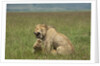 Lions mating by Anonymous