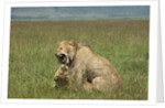 Lions mating by Anonymous
