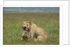 Lions mating by Anonymous