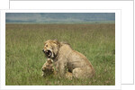Lions mating by Anonymous