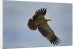 Tawny Eagle, Ngorongoro Conservation Area, Tanzania by Anonymous
