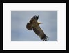 Tawny Eagle, Ngorongoro Conservation Area, Tanzania by Anonymous