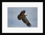Tawny Eagle, Ngorongoro Conservation Area, Tanzania by Anonymous