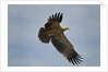 Tawny Eagle, Ngorongoro Conservation Area, Tanzania by Anonymous