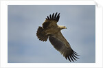 Tawny Eagle, Ngorongoro Conservation Area, Tanzania by Anonymous