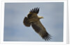 Tawny Eagle, Ngorongoro Conservation Area, Tanzania by Anonymous