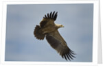 Tawny Eagle, Ngorongoro Conservation Area, Tanzania by Anonymous